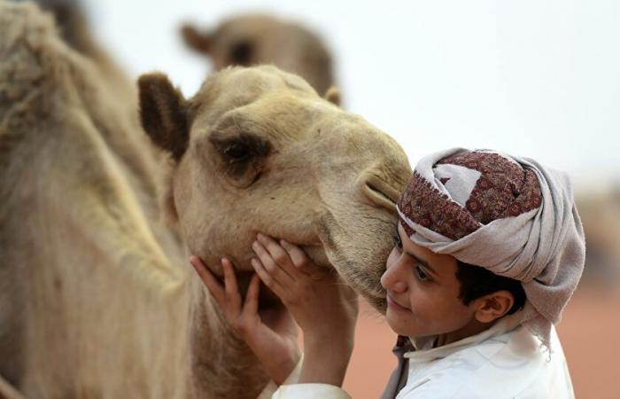 أول مقهى لبول الإبل الطازج في السعودية