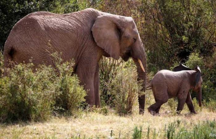 أنثى فيل تقتل موظفا بحديقة الحيوانات “بضربة واحدة”