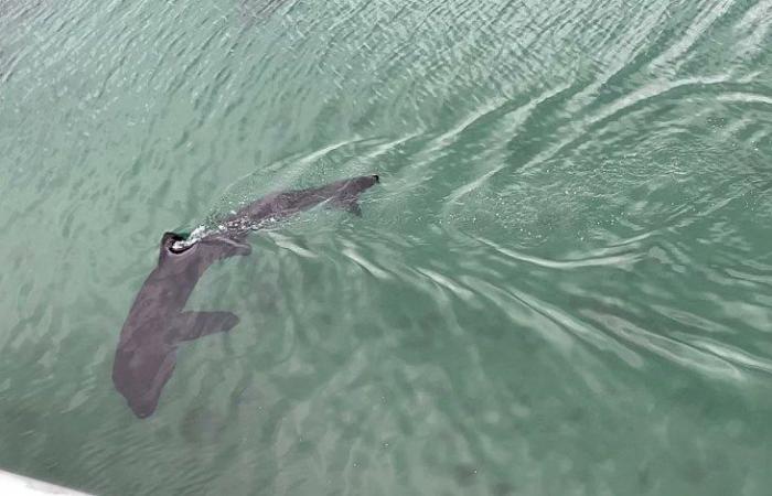 أكبر أسماك القرش تقترب من راكبي الأمواج في بريطانيا… فيديو