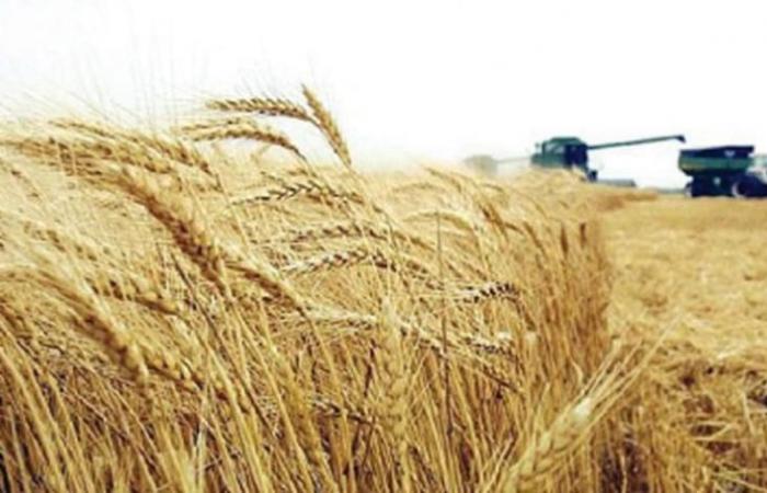 السعودية اشترت نحو 505 آلاف طن من القمح في مناقصة