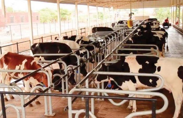 البرازيل توقف تصدير لحوم الأبقار إلى الصين