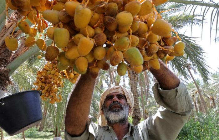 السعودية تفتتح أكبر بنك نخيل في العالم كمقصد سياحي