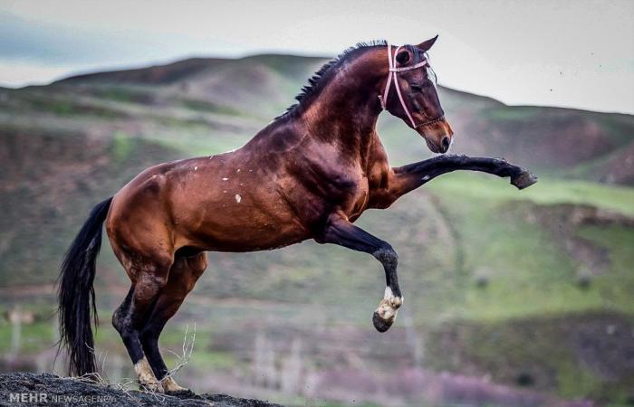 إيران تسمح بتصدير الخيول إلى الخارج