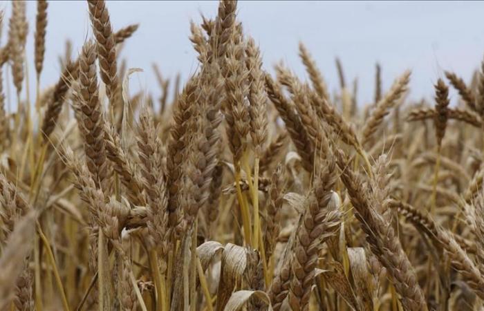 تراجع أسعار القمح والذرة الأمريكية