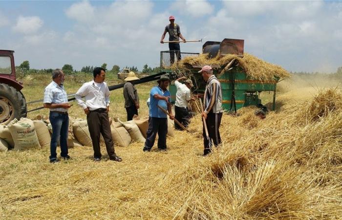 رئيس مصلحة الأبحاث الزراعية يلعب بالأمن الغذائي: هل ينفّذ قراراً بمنع لبنان من زراعة القمح؟