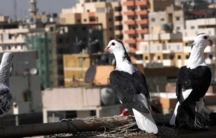 كشّ الحمام: مطاردات بين الطيور ومع القوى الأمنية