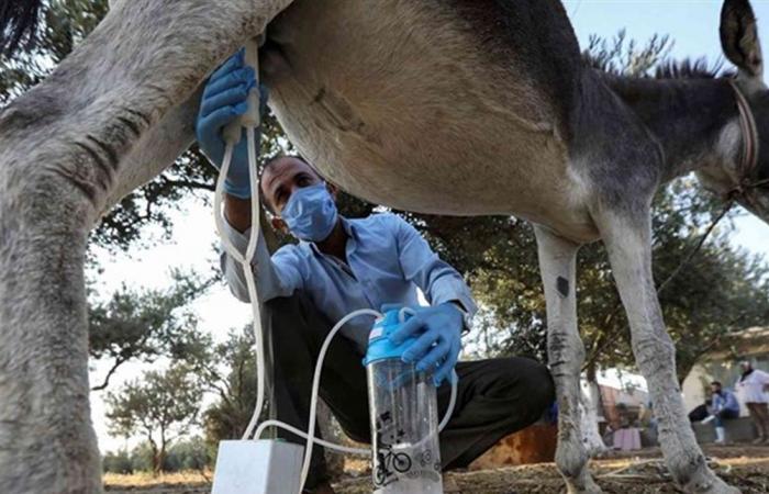 مفاجأة عن حليب الحمير.. تابعوا التفاصيل