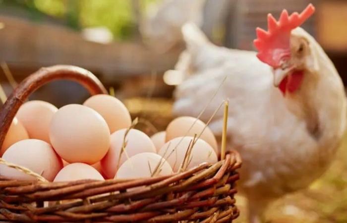 وسط انتشار إنفلونزا الطيور.. هل تناول البيض آمن؟