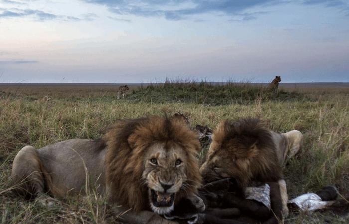 مأساة في بلد عربي.. أسد يفتك بصاحبه (فيديو)