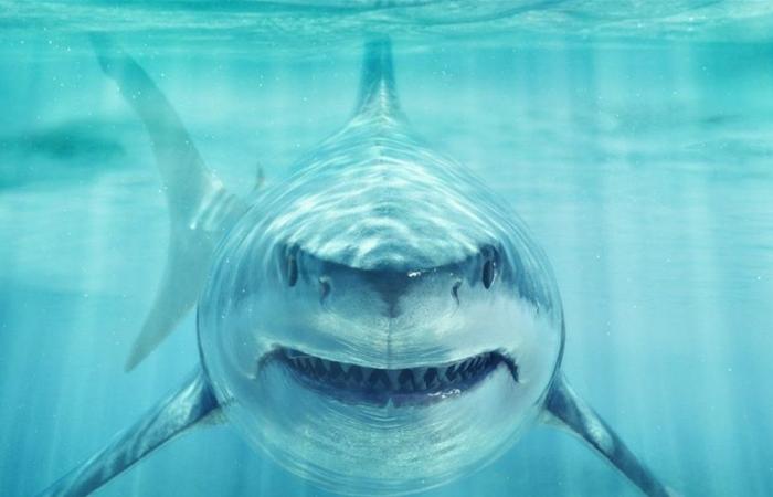 ظهور مفاجئ لأسماك القرش في مياه عربية