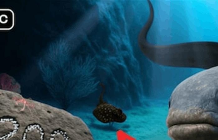 بالفيديو.. يوتيوبر يلتقط صورًا مذهلة لعالم تحت الماء شاهدوه