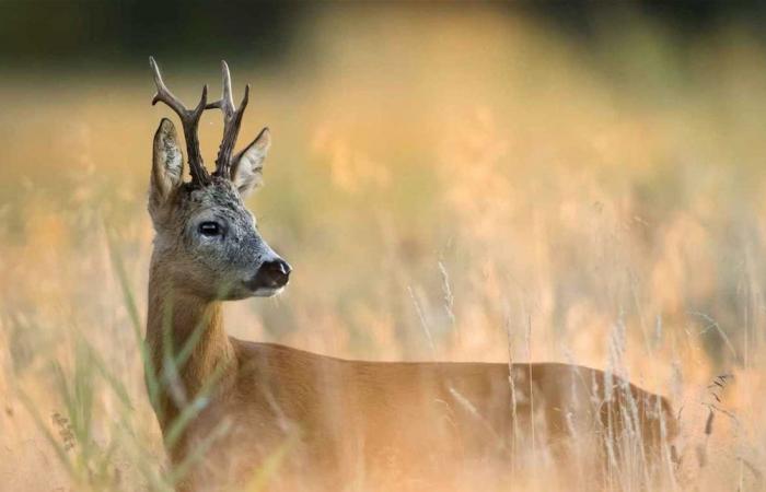 رغم خطر الانقراض... لحم الغزلان يجتاح موائد العراقيين
