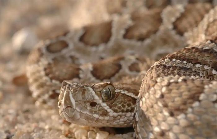 حادثة مرعبة… ثعبان سام يلتف حول ساق امرأة داخل حذائها (صورة)