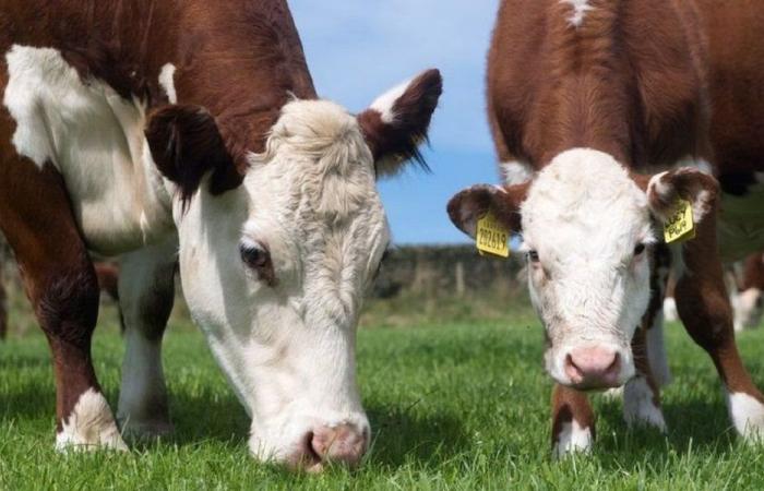 “الزراعة”: الانتقال إلى مرحلة العلاج بعد ذروة الحمى القلاعية