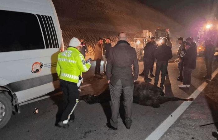 هربت من المزرعة وانتهت بالمأساة.. نفوق خيول عربية أصيلة وإصابات في تركيا (فيديو)