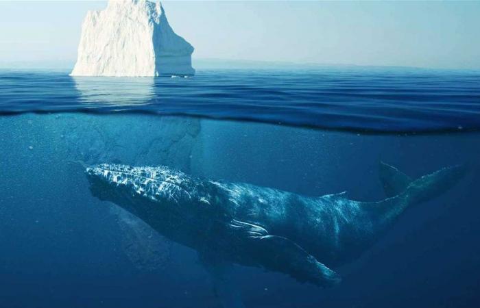 اكتشاف علمي يفاجئ الباحثين: الحيتان الحدباء تسمع أصواتًا أعلى مما كان يُعتقد