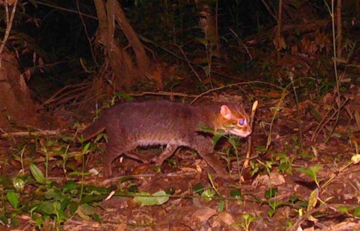 بعد 29 عاماً من الغياب… تايلاند ترصد عودة قطة مهددة بالانقراض