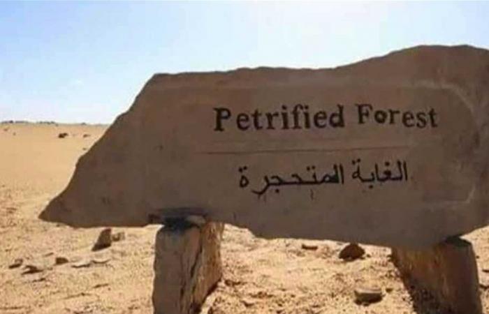 بعد صور أثارت ضجة… توضيح رسمي بشأن أشجار "الغابة المتحجرة"