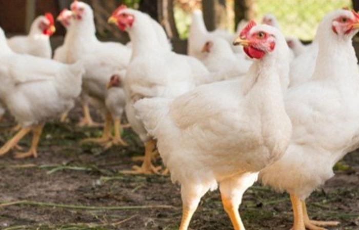 ما حقيقة إنتشار "إنفلونزا" الطيور في المزارع المصريّة؟