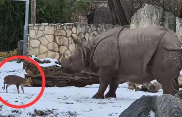 غزال يتحدى وحيد قرن ضخم.. شاهدوا الفيديو