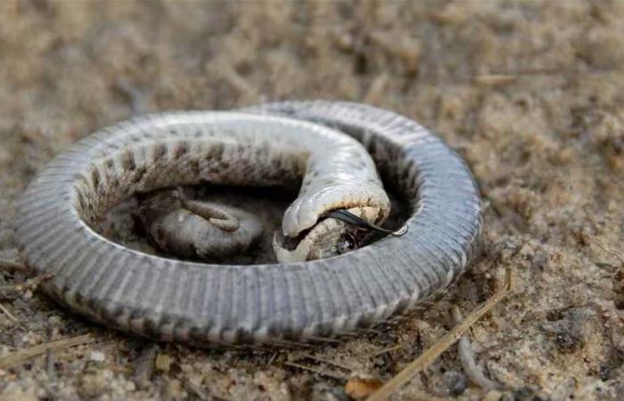 يمثل الموت ويخدع أعداءه… قصة ثعبان غير مؤذٍ