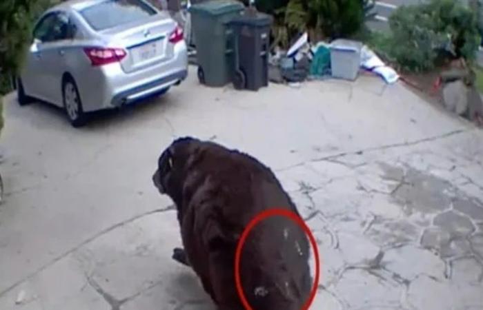دب اختبئ 37 يوما في أحد المنازل.. هكذا تم إخراجه (صور)