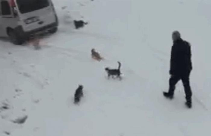 مختار تركي يبقى في قريته المهجورة لرعاية الحيوانات الضالة