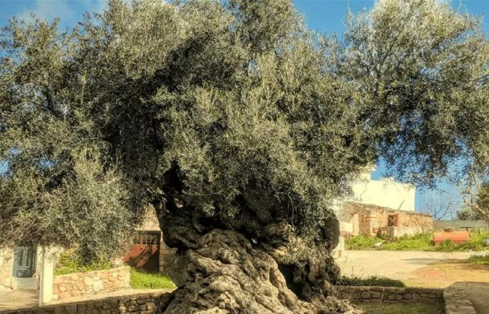 في كريت اليونانية… أقدم شجرة زيتون حية في العالم ما زالت تُثمر (فيديو)