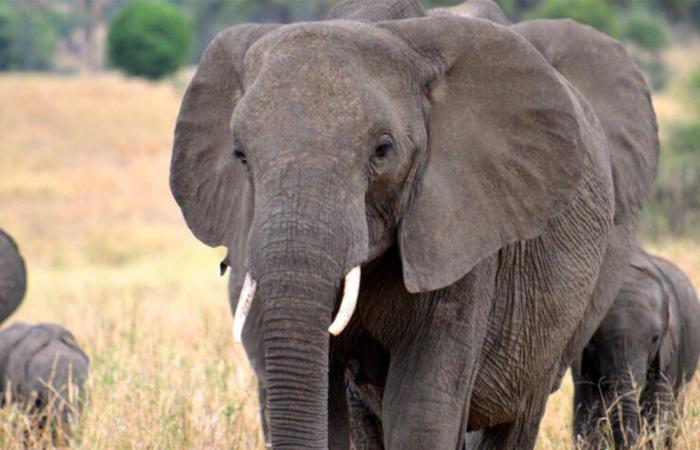 رعبٌ في الهند... فيل قتل 22 شخصاً بينهم أطفال والسكان تركوا منازلهم!