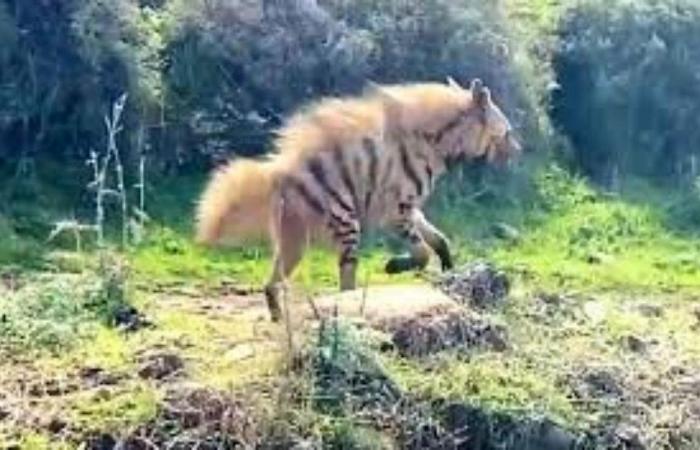 حيوان مهدد بالانقراض في لبنان!