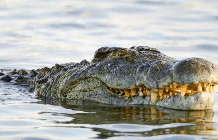 خلال السباحة.. تمساح هاجم شابا