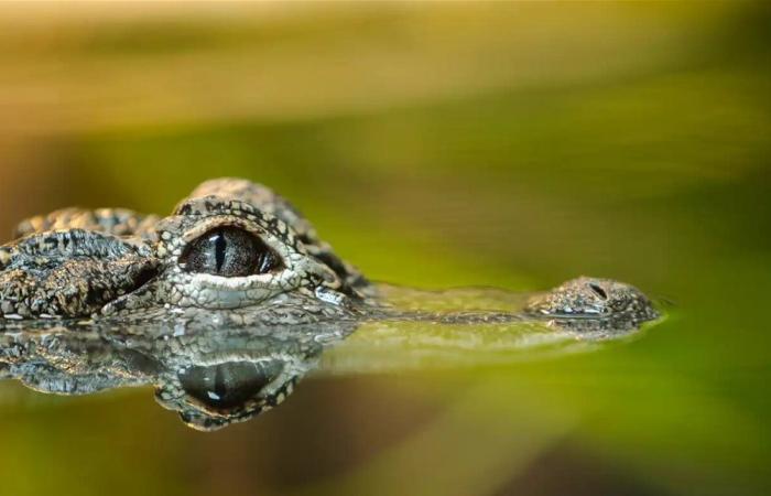 مشهد استثنائي.. جاموس ينجو من فكي تمساح بعد صراع عنيف (فيديو)