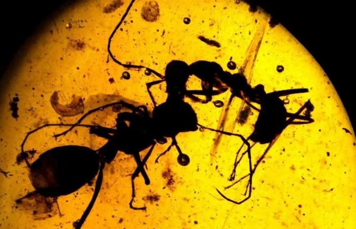 نملة منقرضة بعمر 40 مليون سنة تكشف تفاصيل علمية غير مسبوقة!