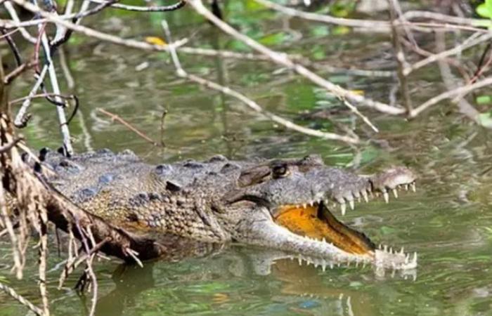 قفز إلى نهر هربا من فيلة.. فقتله تمساح ضخم!