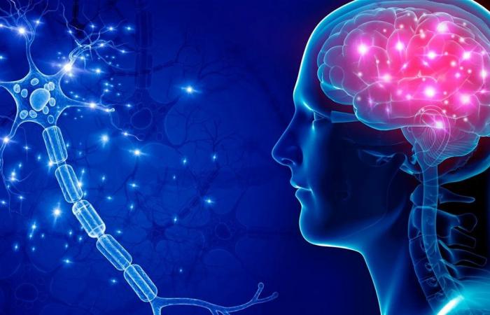 اكتشاف شبكة دماغية جديدة يغيّر فهم مرض باركنسون ويفتح آفاقاً علاجية واعدة