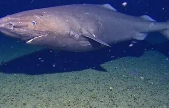 لأوّل مرّة... رصد سمكة قرش في مياه القارة القطبية الجنوبية