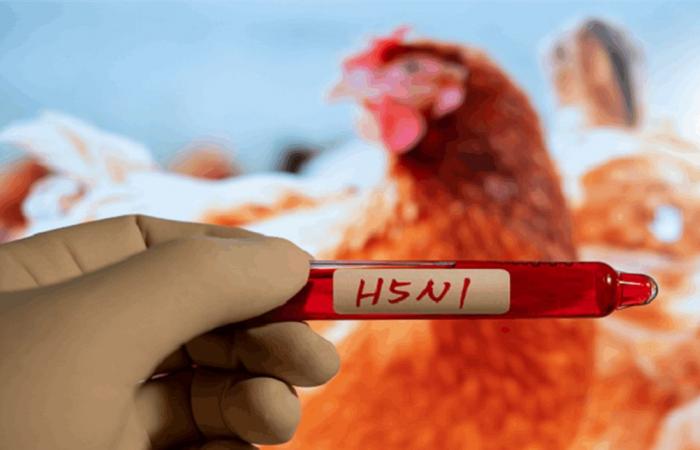 خبراء: خطر انتقال إنفلونزا الطيور للبشر لا يزال محدودًا