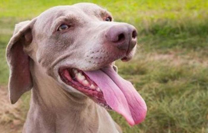 بعد تسمم دم نادر نتيجة لعقة كلب.. امرأة بريطانية تفقد جميع أطرافها (صور)