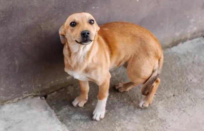 بالفيديو.. كلب "متحمس" يساهم في دفع سيارة عالقة على الطريق