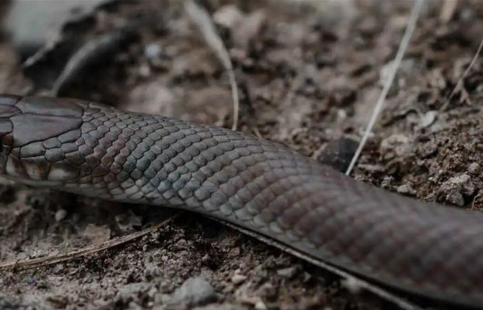 "الأسود الخبيث".. أفعى غادرة تثير الرعب في أفريقيا والشرق الأوسط