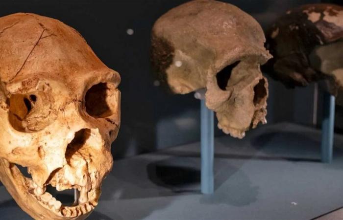 دراسة: النياندرتال والإنسان العاقل في علاقة غير متكافئة