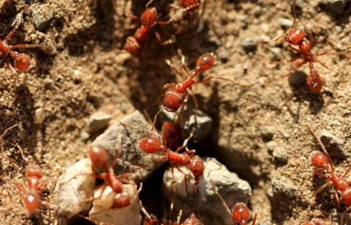 متسلقة جبال تُنقل جواً إلى المستشفى بعد تعرضها لهجوم من "النمل الناري"