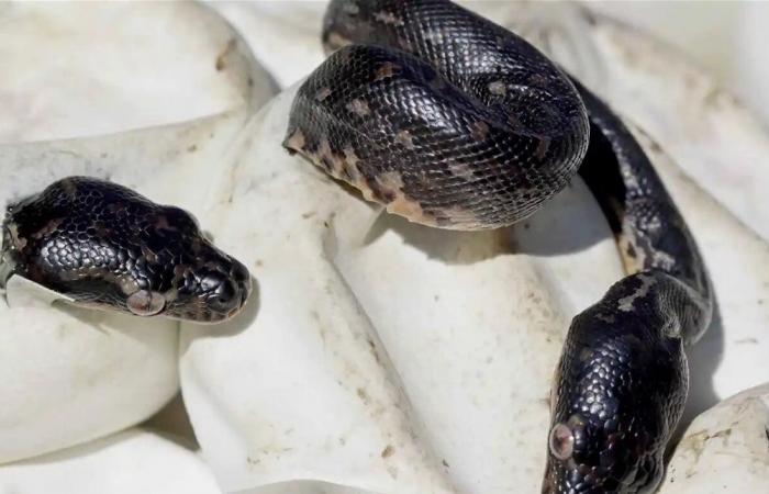 العلم ينسف أساطير "أمومة" الثعابين: البقاء للأقوى جينياً لا للأكثر حناناً