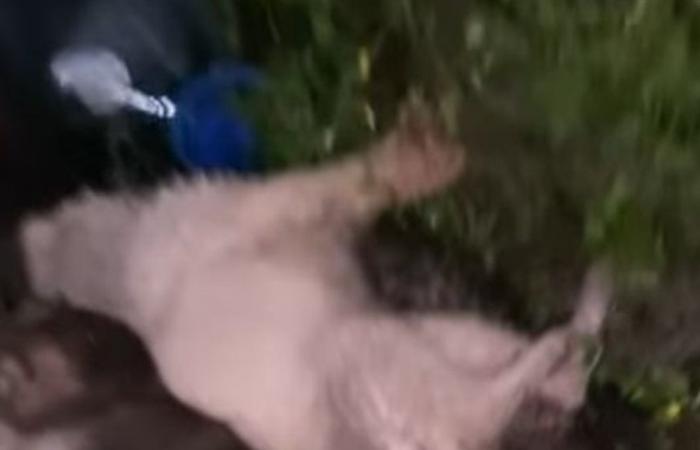 جريمة بحقّ الكلاب... ما شهدته منطقة أبي سمراء أثار حالة من الإستياء