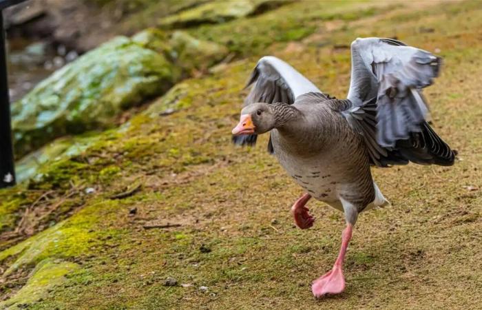 إوزة عدوانية تثير الفوضى في حرم جامعة فلوريدا