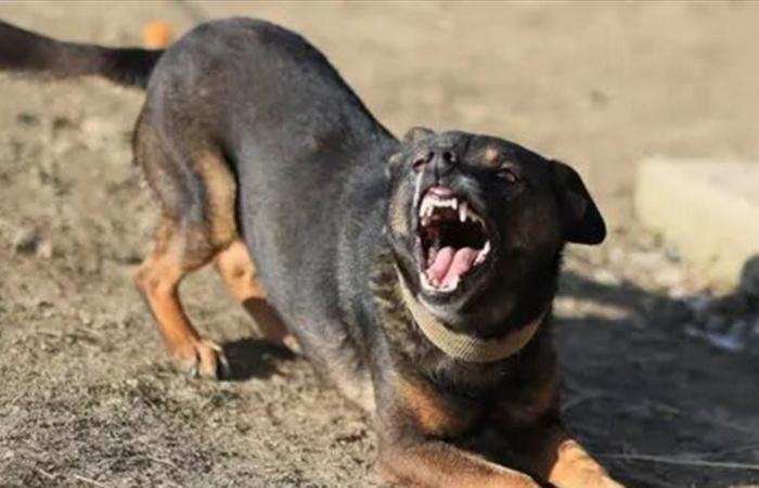 إصابة 6 أطفال بعقر كلب مسعور في مصر