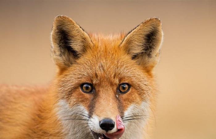 حادثة نادرة.. ثعلب يفترس ذئبا (فيديو)