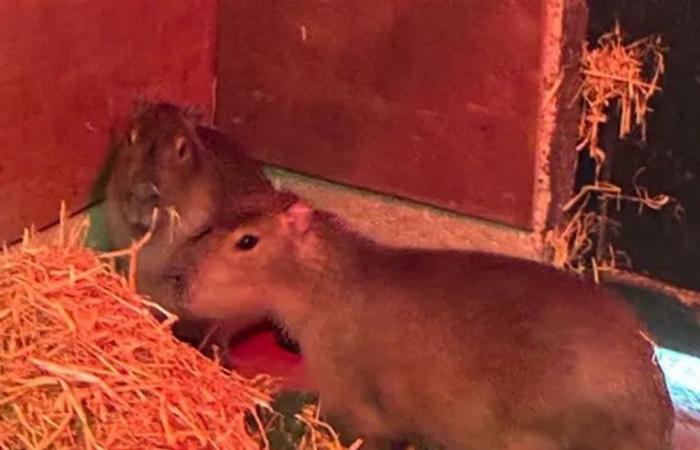 كابيبارا شابة تهرب من حديقة مارويل البريطانية وتثير حملة بحث مكثفة