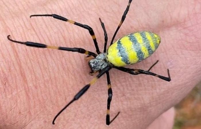 "عناكب طائرة" تغزو أميركا.. هل تُشكّل تهديدا مباشرا على الإنسان؟ (صور)