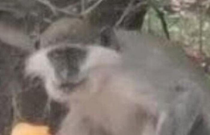 عبر مسيّرات كبيرة.. تهريب قرود من سيناء إلى إسرائيل!